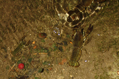 Austropotamobius pallipes