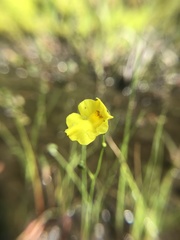 Utricularia striata