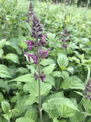 Stachys sylvatica