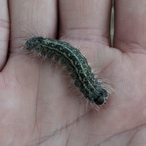 Greater Oak Dagger and Close Allies photo 3
