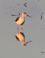 Himantopus himantopus