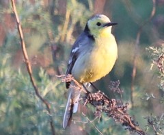 Motacilla citreola