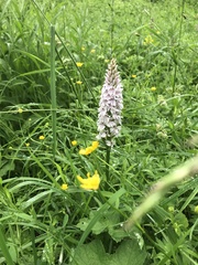 Dactylorhiza fuchsii