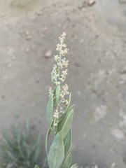 Atriplex gardneri