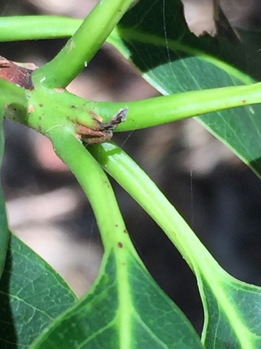 Sideroxylon foetidissimum image