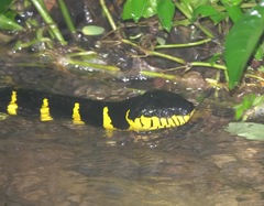 Boiga melanota