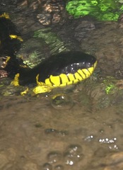 Boiga melanota