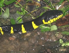 Boiga melanota