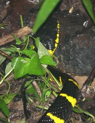 Boiga melanota