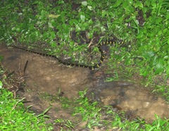 Boiga melanota