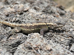Sceloporus anahuacus