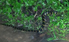 Boiga melanota