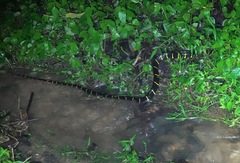 Boiga melanota