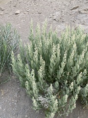 Atriplex gardneri