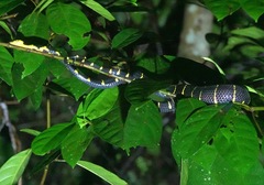 Boiga melanota
