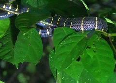 Boiga melanota