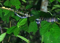 Boiga melanota