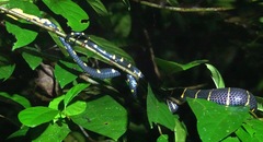 Boiga melanota