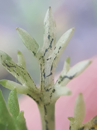Phytomyza pullula