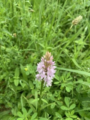Dactylorhiza fuchsii