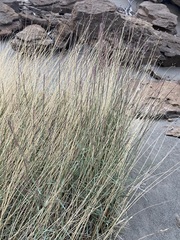 Muhlenbergia pungens