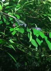 Boiga melanota