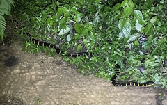 Boiga melanota