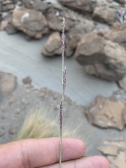 Muhlenbergia pungens