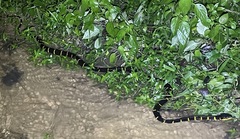 Boiga melanota