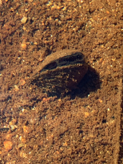 Anodonta kennerlyi
