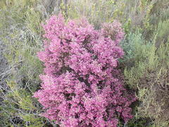 Erica newdigatei