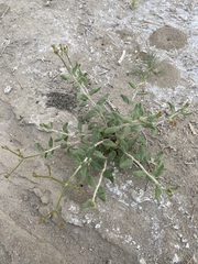 Eriogonum corymbosum