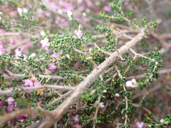 Erica newdigatei