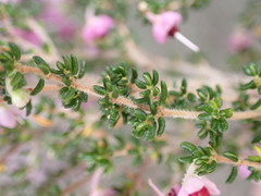 Erica newdigatei