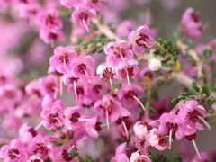 Erica newdigatei