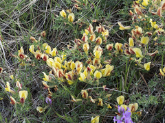 Chamaecytisus spinescens