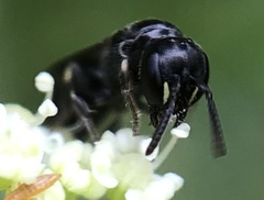 Hylaeus