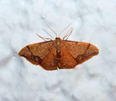Idaea ostrinaria