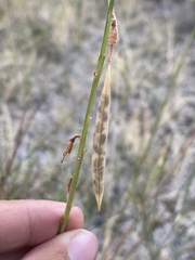 Astragalus lonchocarpus