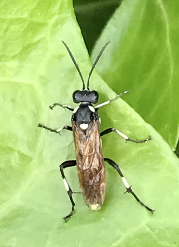12-spot Strider, Slagdijk, Havelte, Drenthe, NL, photo 6 of 10
