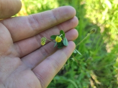 Medicago lupulina