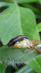 Spodoptera cosmioides
