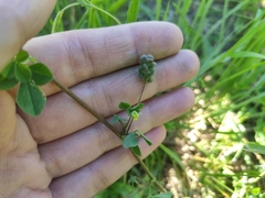 Medicago lupulina
