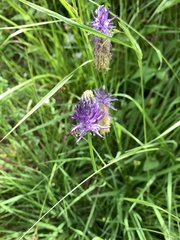 Phyteuma betonicifolium