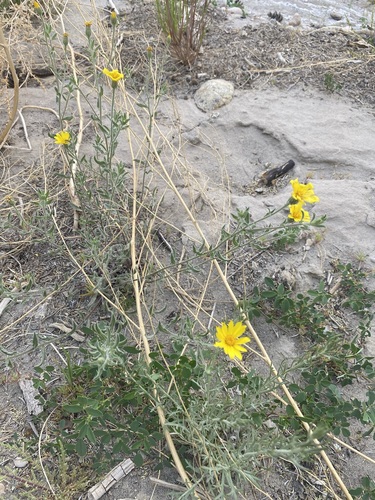 Image of Rough Hairy False Goldenaster (Heterotheca polothrix) by (c) Matt Berger, some rights reserved (CC BY)
