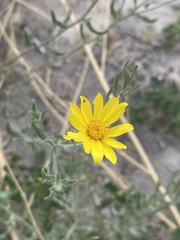 Heterotheca polothrix