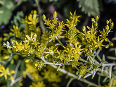 Petrosedum orientale