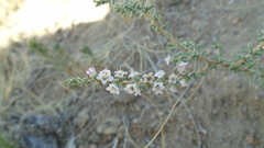 Reaumuria songarica