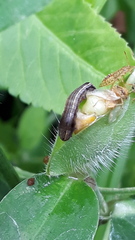 Spodoptera cosmioides
