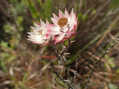 Achyranthemum affine